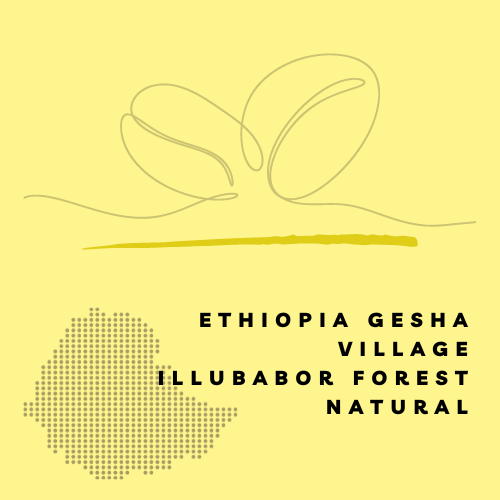 Ethiopia Gesha Village – Gaylee – Illubabor Forest – Natural